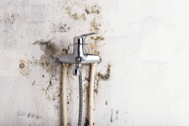 Mold Removal and Inspection in Pine Air, FL