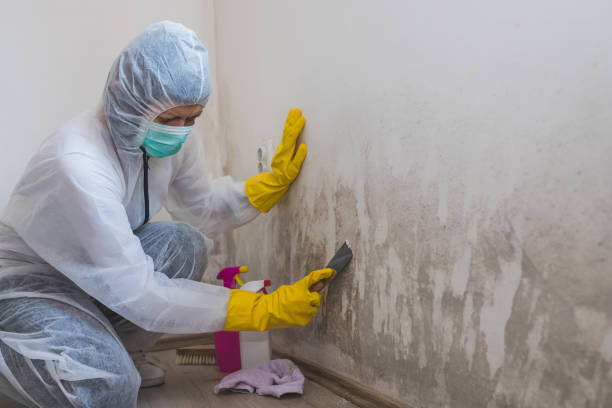 Best Local Mold Removal Service  in Pine Air, FL