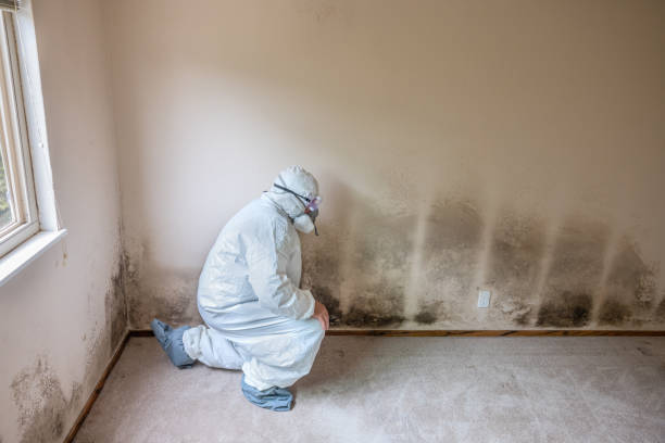 Best Commercial Mold Removal  in Pine Air, FL