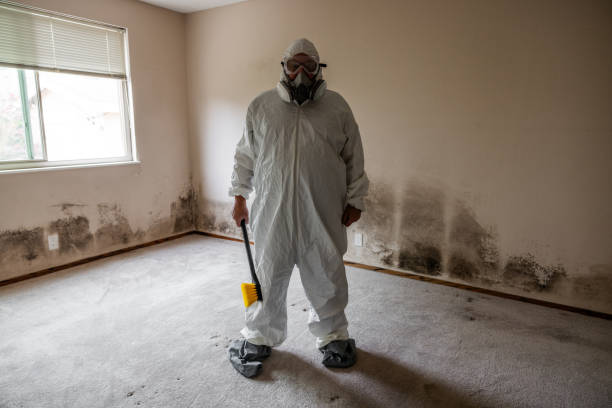 Best Certified Mold Removal  in Pine Air, FL