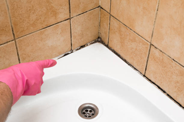 Best Professional Mold Removal  in Pine Air, FL
